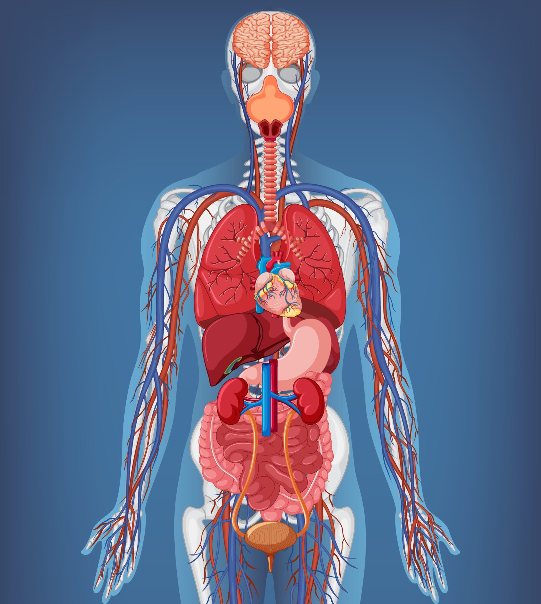 alle Organe Freeppik_zugeschnitten